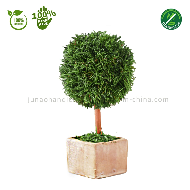Décor intérieur 100 % naturel préservé Cypress Topiary Miniscape