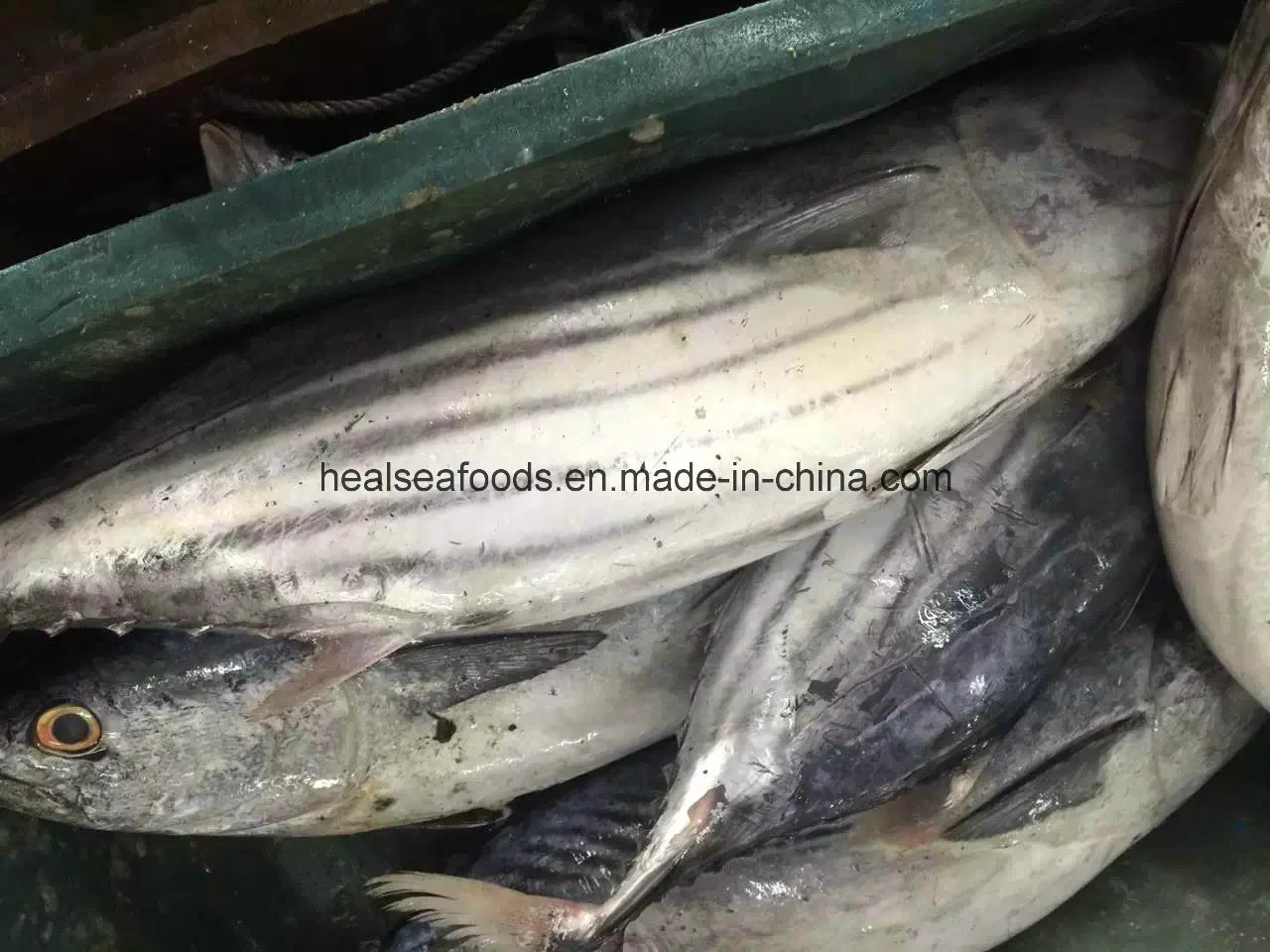 Bonito Supplier in China Frozen Bonito Fish for Sale