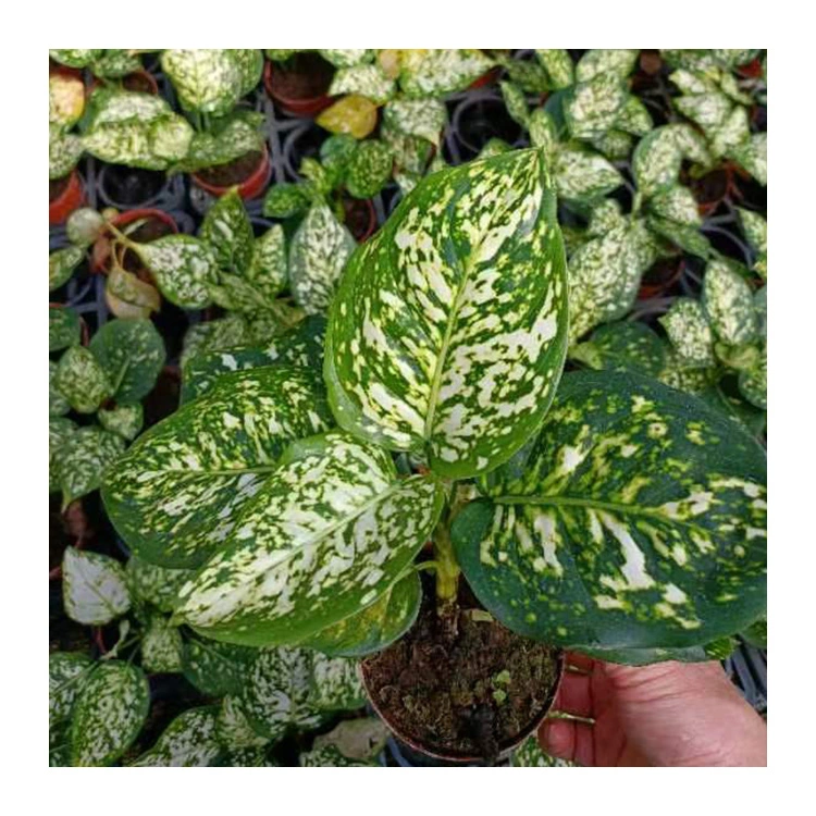 New Arrival Decoration Live Plant Aglaonema Milan Bonsai