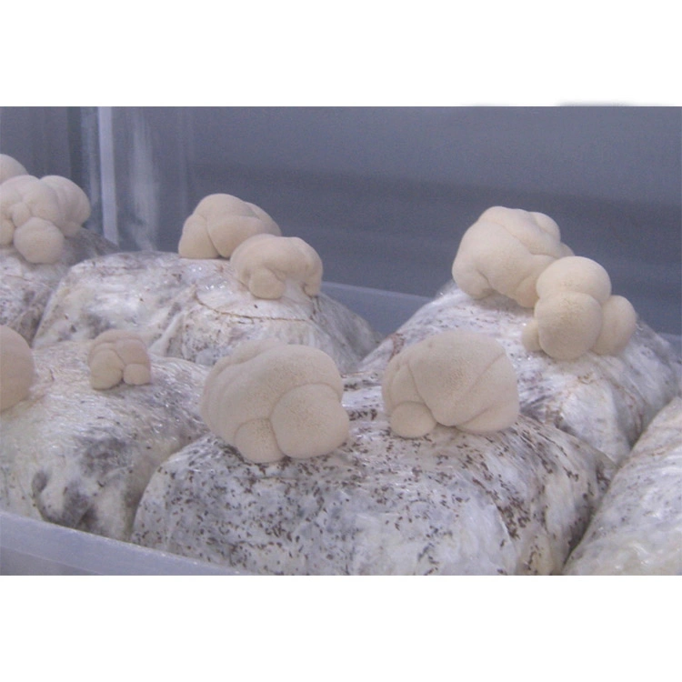 La norma ISO HACCP Lion's Mane Hericium Erinaceus Extracto de hongos para la salud suplemento