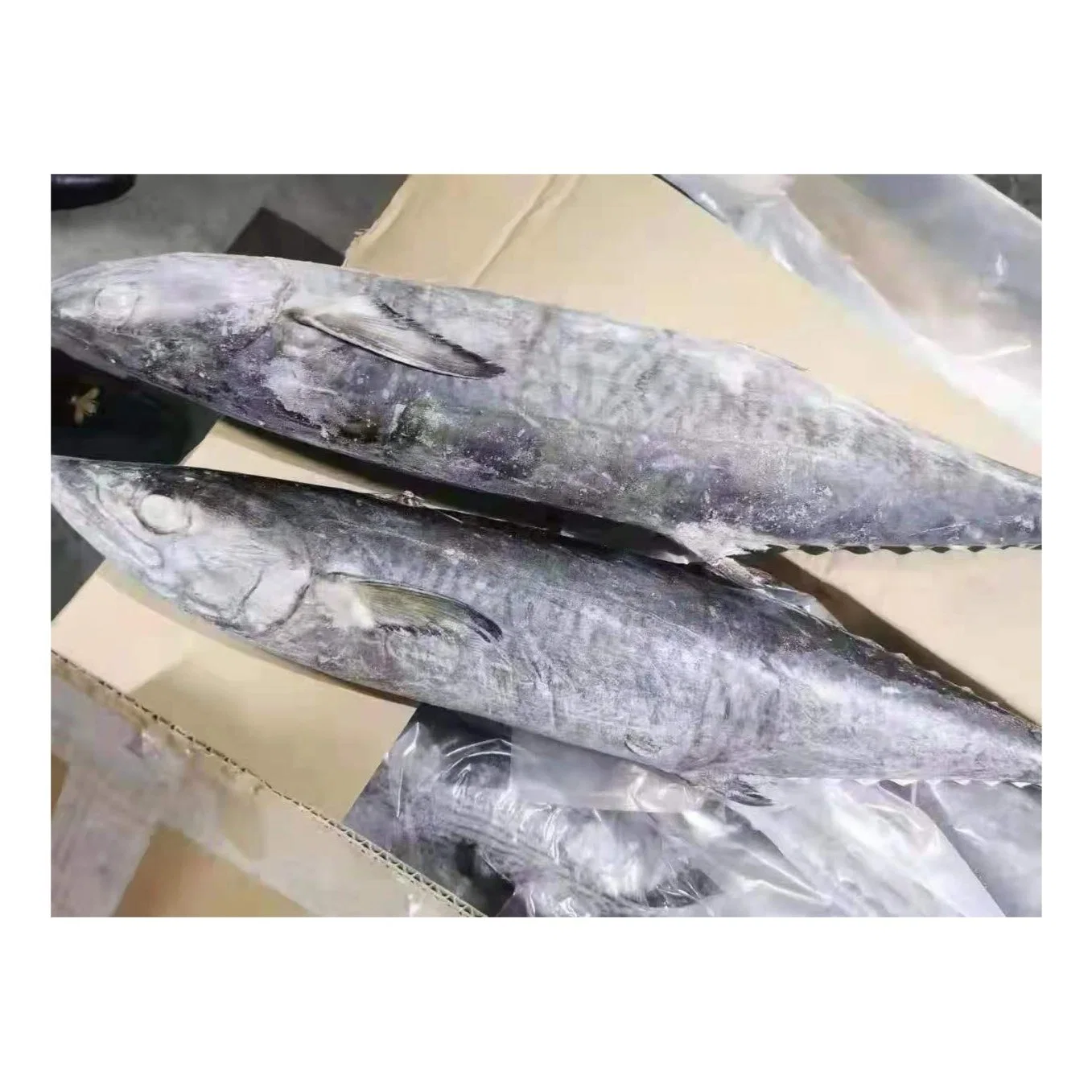 Large Size Bulk Fish Price Spanish Mackerel