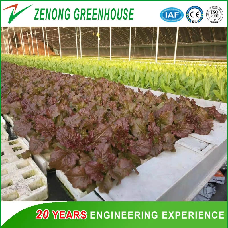 UV Treated Durable Plastic Film Covered Greenhouse for Agriculture Hydroponic Growing Vegetables