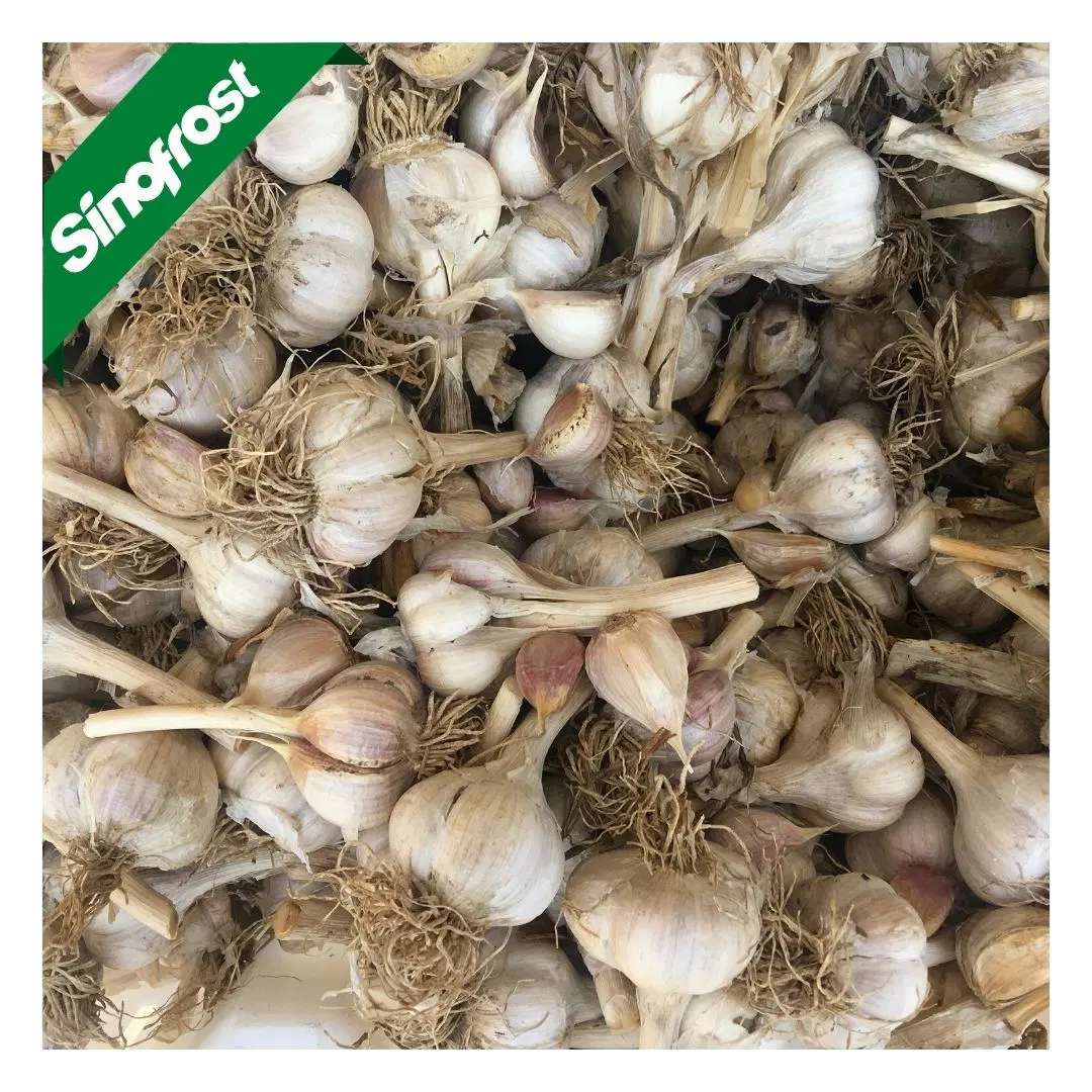 IQF Garlics defumado congelada, cortada em cubos Garlics congelados alho dados,IQF alho dados,Congelados Cubos de alho branco,IQF Cubos de alho branco,IQF Produtos hortícolas,vegetais congelados