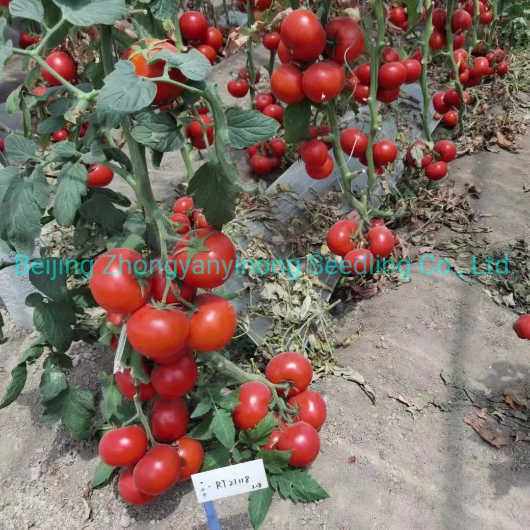 Indeterminado Alta Quanlity Solanum Lycopersicum semillas de verduras híbridas