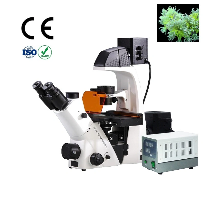 Inverted Fluorescence Microscope with Dual Photo & Video Channel Support Eyepiece / Digital Camera