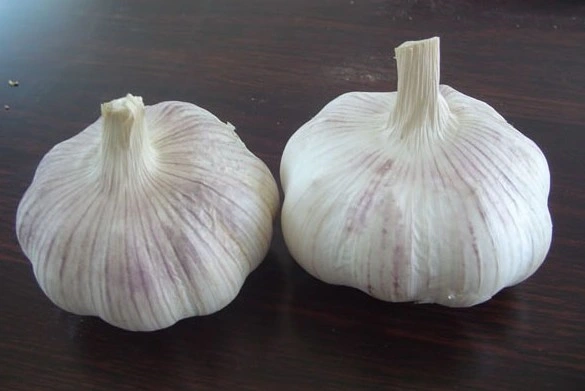 Hot Sale New Cropchina/Chinese Best Fresh Natural Garlic