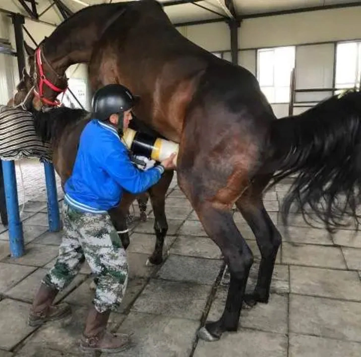 Veterinary Instrument Horse Artificial Vagina for Equine Semen Collecting