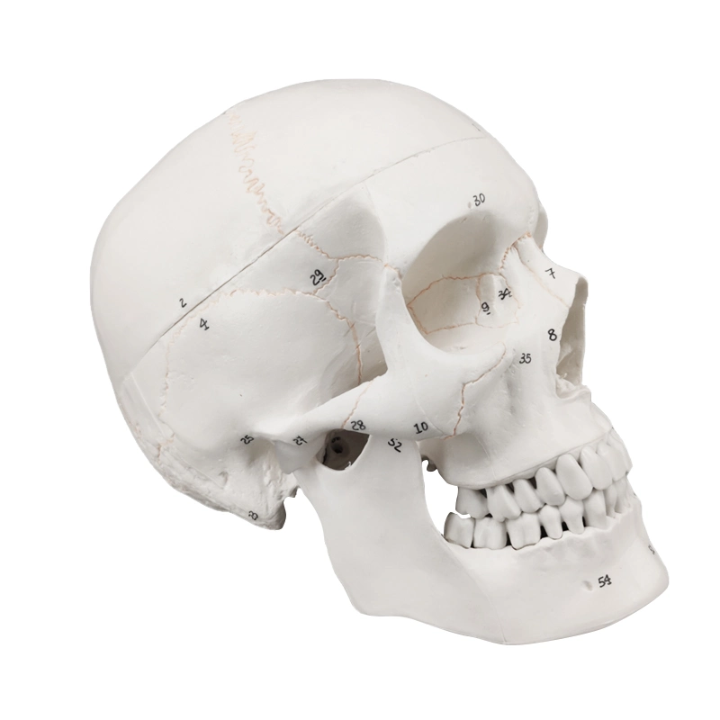 Medical Anatomical Skull Model (pH03-050 ) Human Skull Model