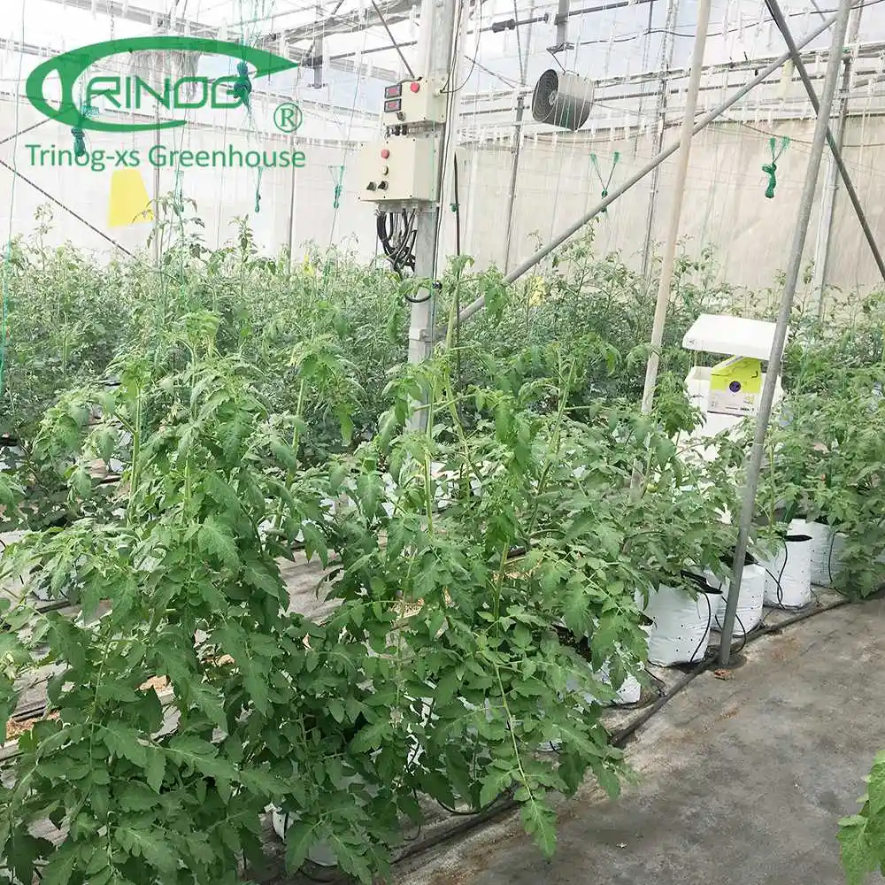 High Efficient Film Greenhouse With Hydroponic Growing System for Plants/Vegetable/Flowers