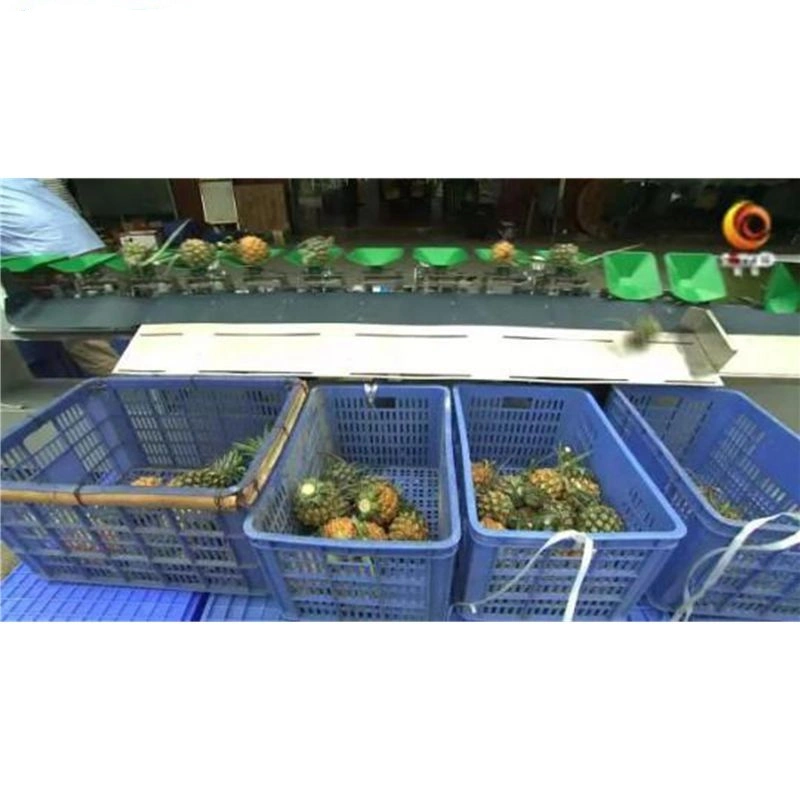 Alimentos Peso Fruitprawn Sorter Máquina de classificação