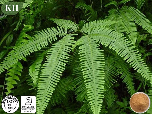 100% Pure Natural 10: 1 Polypodium Leucotomos Extract