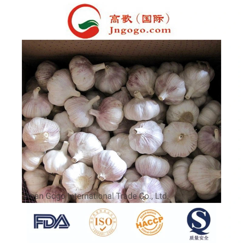 Fresh Normal White Garlic Supplier (5.5cm and up)