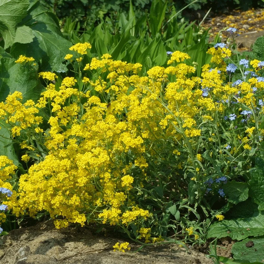 Touchhealthy Supply Aurinia Saxatilis Seeds/Yellow Alyssum Seeds