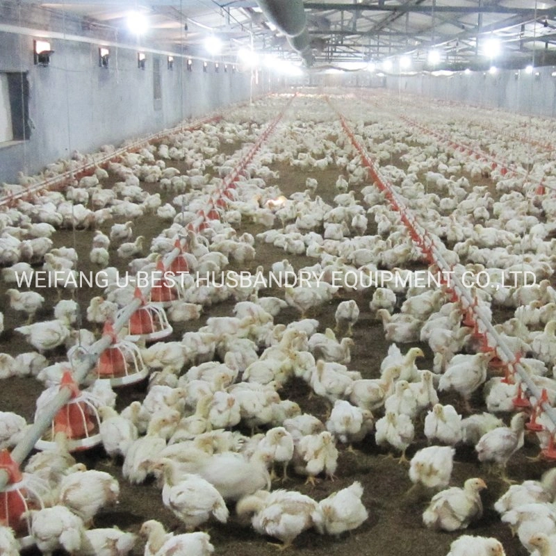 Poultry Farming Equipment with Silo Feeding System Pan Feeding Line Nipple Drinking Line Cooling Pad Ventilation for Broiler