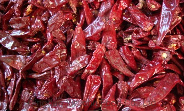 El nuevo cultivo de exportación de buena calidad de chili dulce