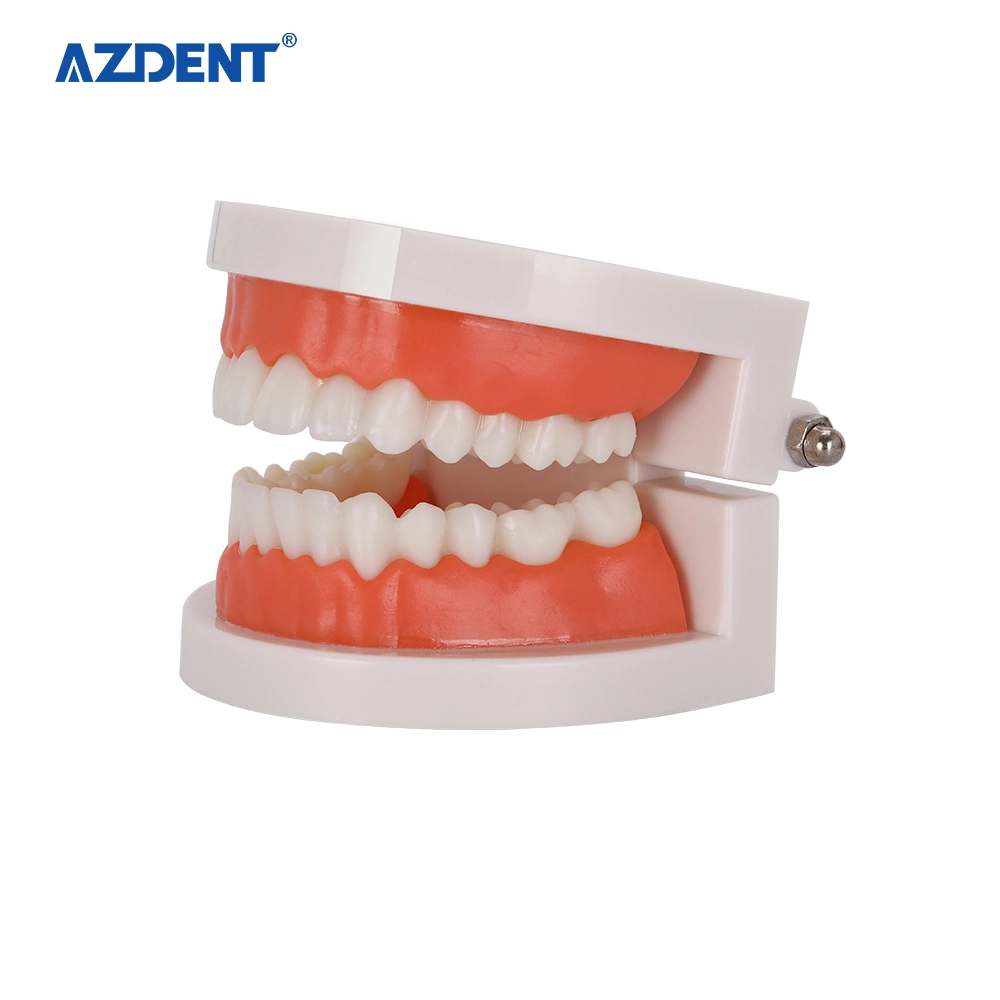 Heißer Verkauf PVC 1: 1 Standard-Dental-Modell / Teaching Model