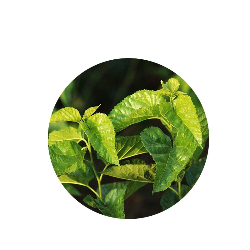 Sodio Cobre Chlorofilina polvo de clorofila 100% planta herbaria natural Extracto de hojas de mora