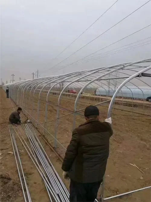 Agricultura moderna estufa personalizada tubo Oval com irrigação Hydroponics sistema Sistema para legumes frutas flores tomate tomate