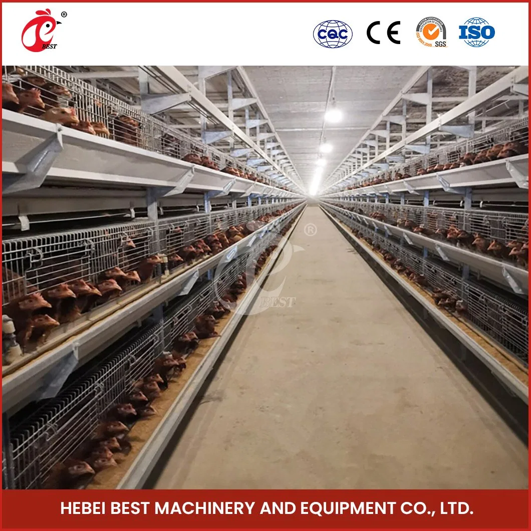 Bestchickencage bastidor H jaulas de pollos China Venta caliente Fábrica de jaulas de pollos parrilleros con funciones inteligentes jaulas creciente