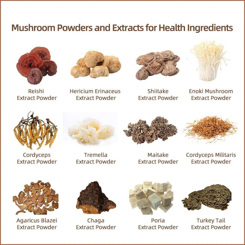 High Performance Beta-Glucan Turkey Tail Mushroom Extract Mushroom Powder as Mushroom Supplement