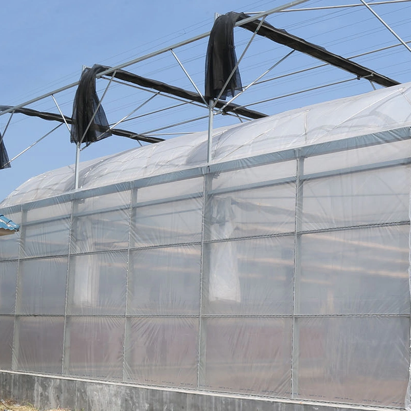 PE Material Tomato Film Tunnel Greenhouse for Agriculture