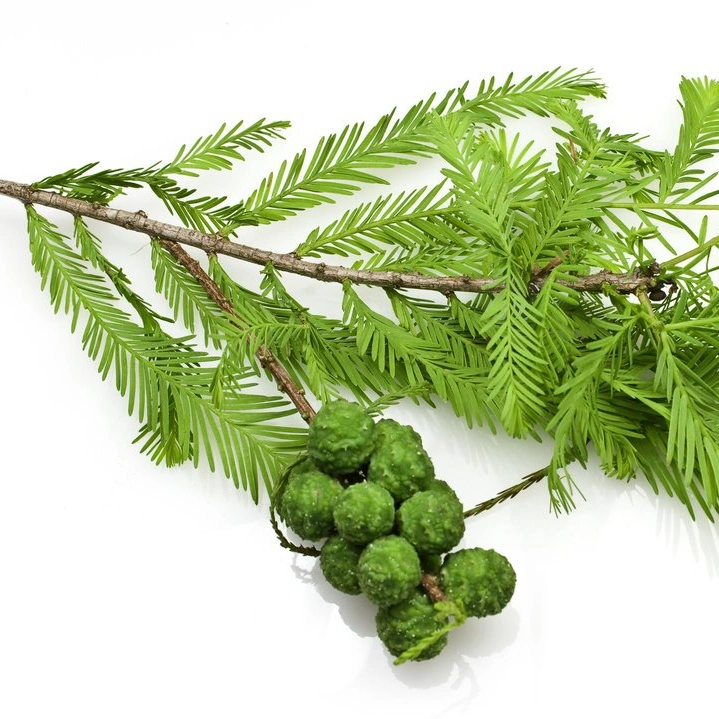 100% organique pur naturel plante essentielle huile de massage Cypress essentielle Huile