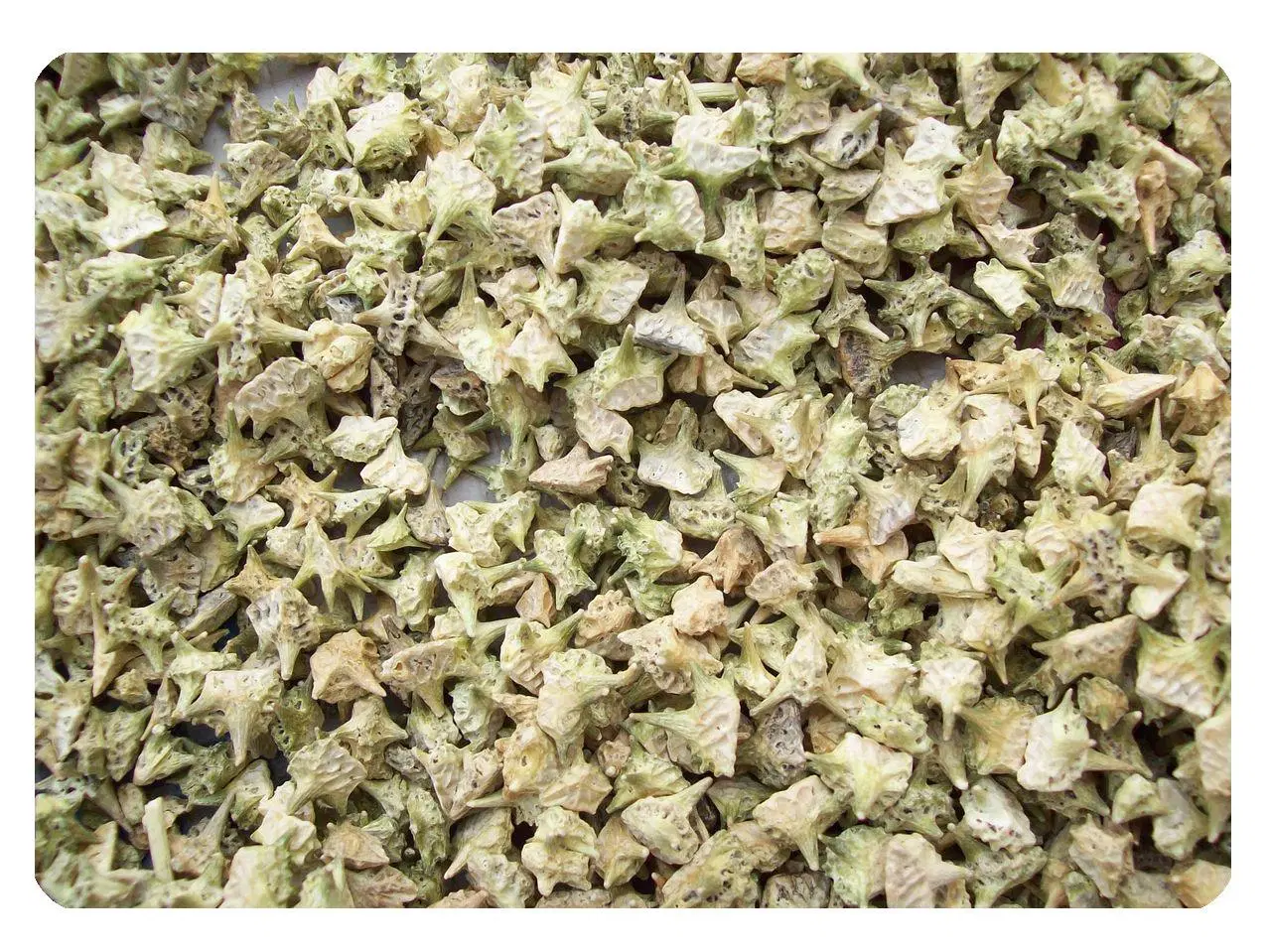 Wholesale/Supplier Price Natural Tribulus Terrestris Seed