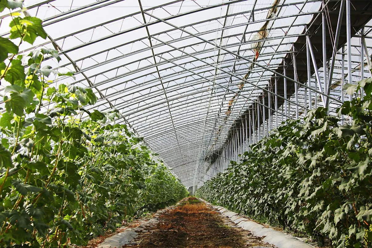 Agricultural Vegetable Planting Multi-Span Commercial Polycarbonate Greenhouse with Hydroponics for Grape