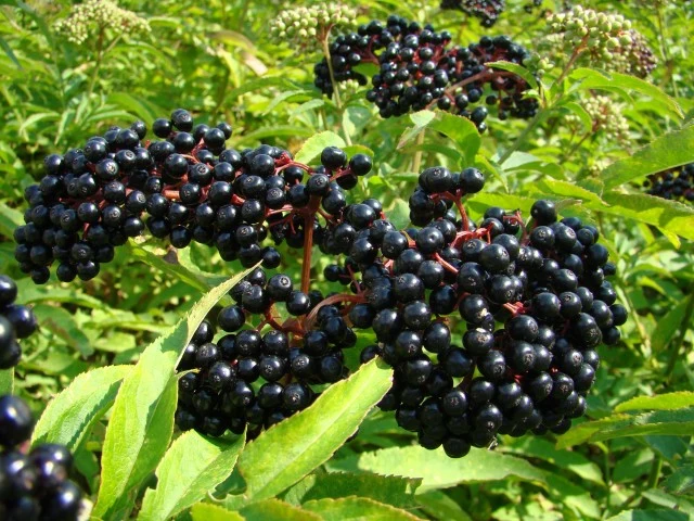 Wholesale/Supplier Pure Natural Organic Food Elderberry Instant Fruit Powder Elderberry Fruit Powder Extract Supplement