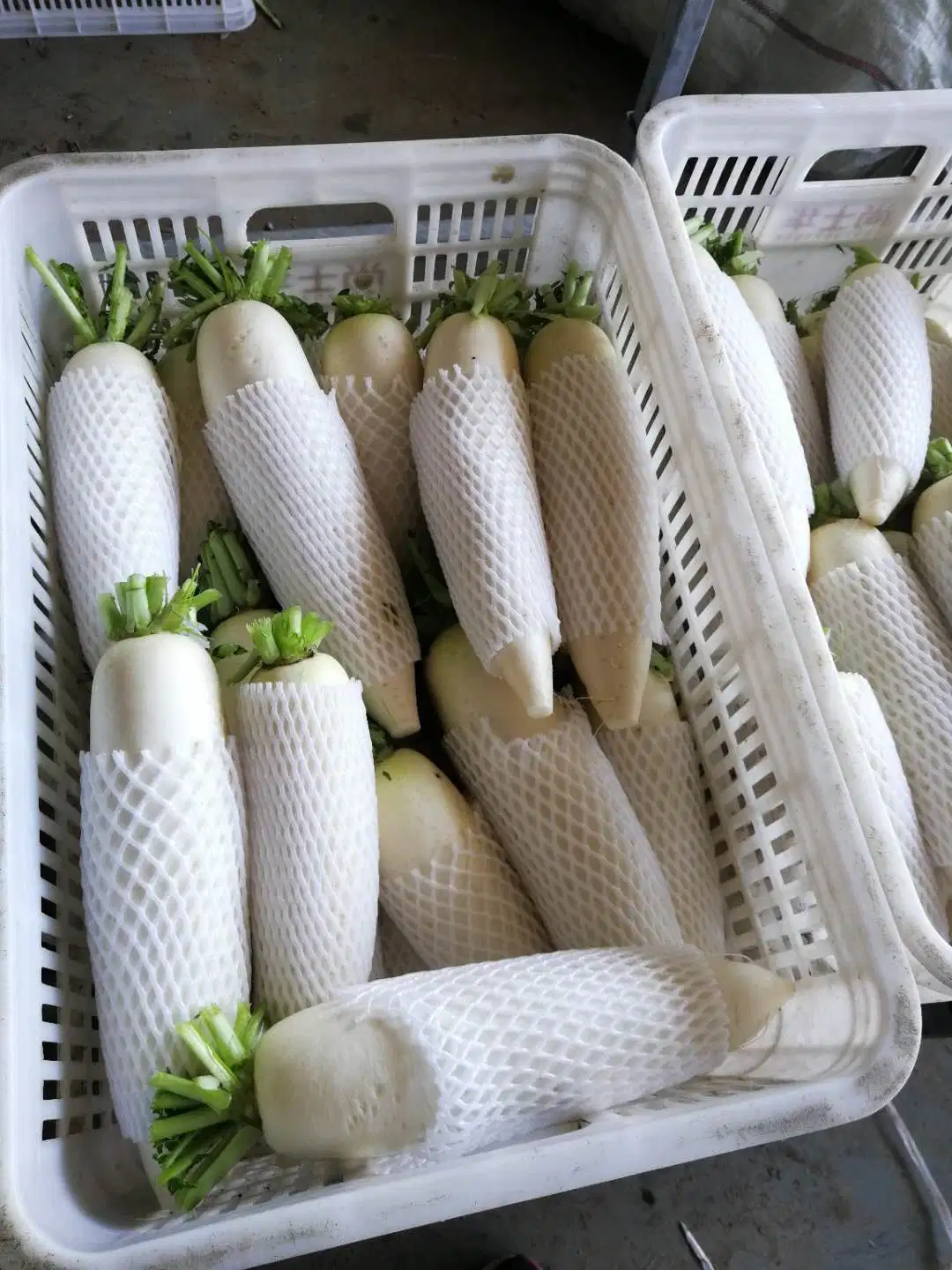 Laiwu Manhing Good Quality Chinese White rabanete