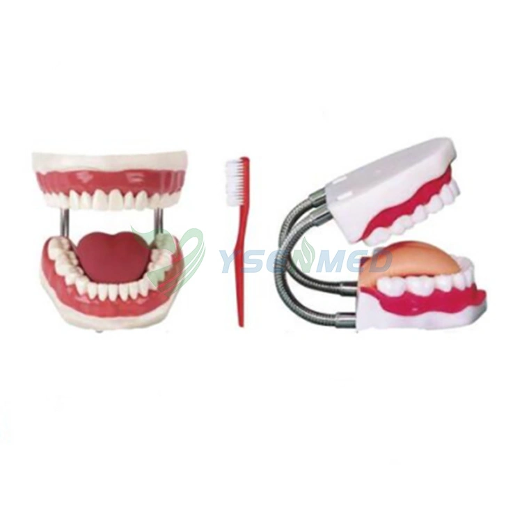 Medical Equipment Dental Nursing Care Model (5 times) Ysbx-Hy