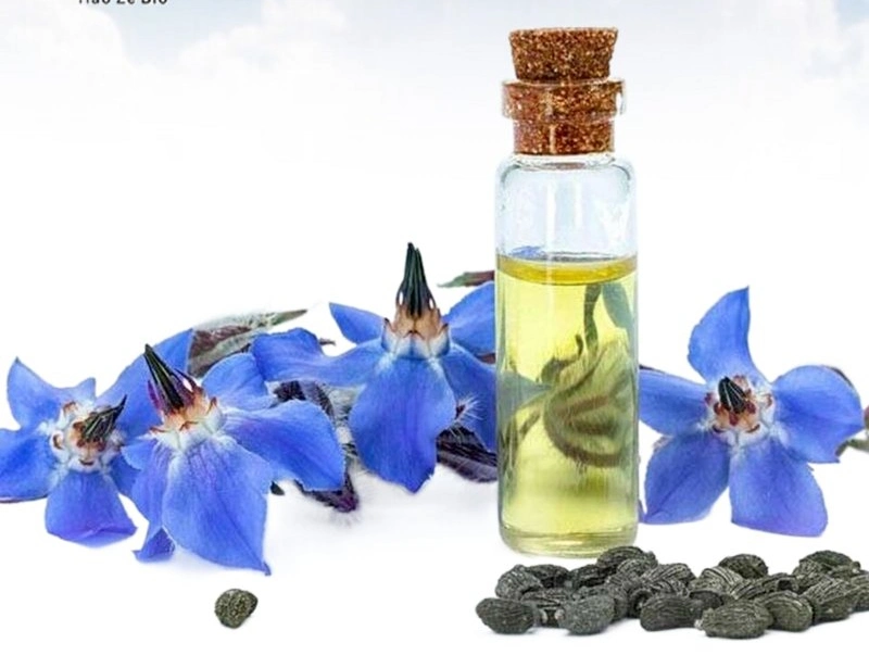 100% Pure Natural Cold Pressed Borage Seed Oil for Skin Care and Food Additives at Good Price