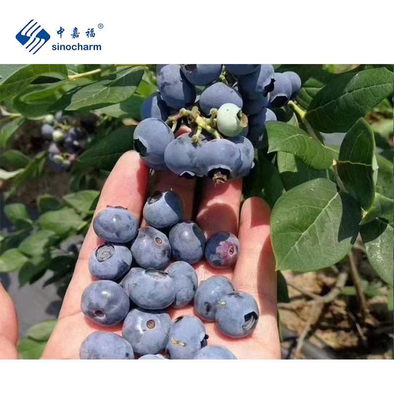 Sinocharm HACCP Manufacture Wholesale/Supplier Price 500g Blueberry Frozen