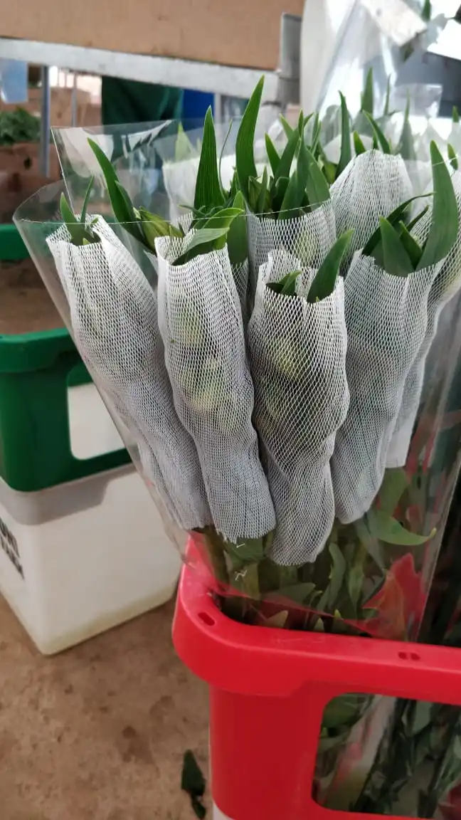 شبكة جراب واقية من البلاستيك Flower Rose Bd Nets