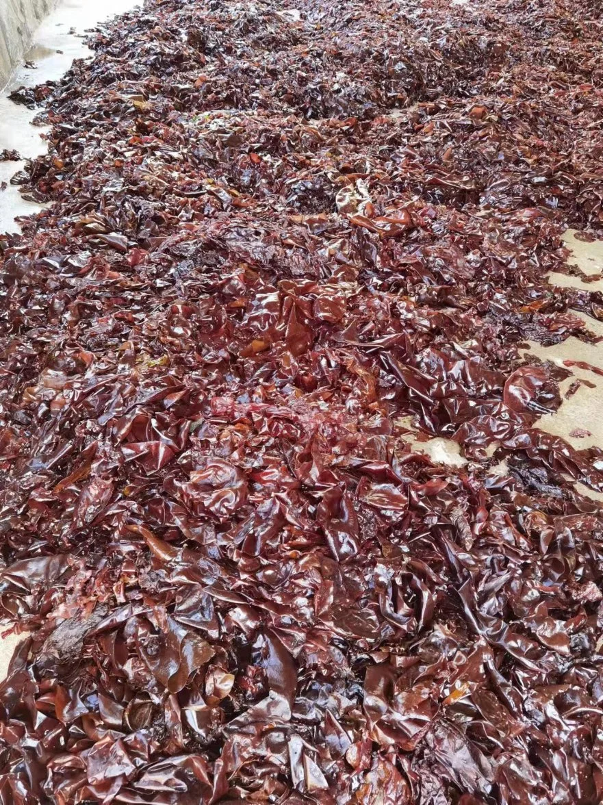 Dulse hojuelas desecadas Mar salvaje vegetal por algas hola