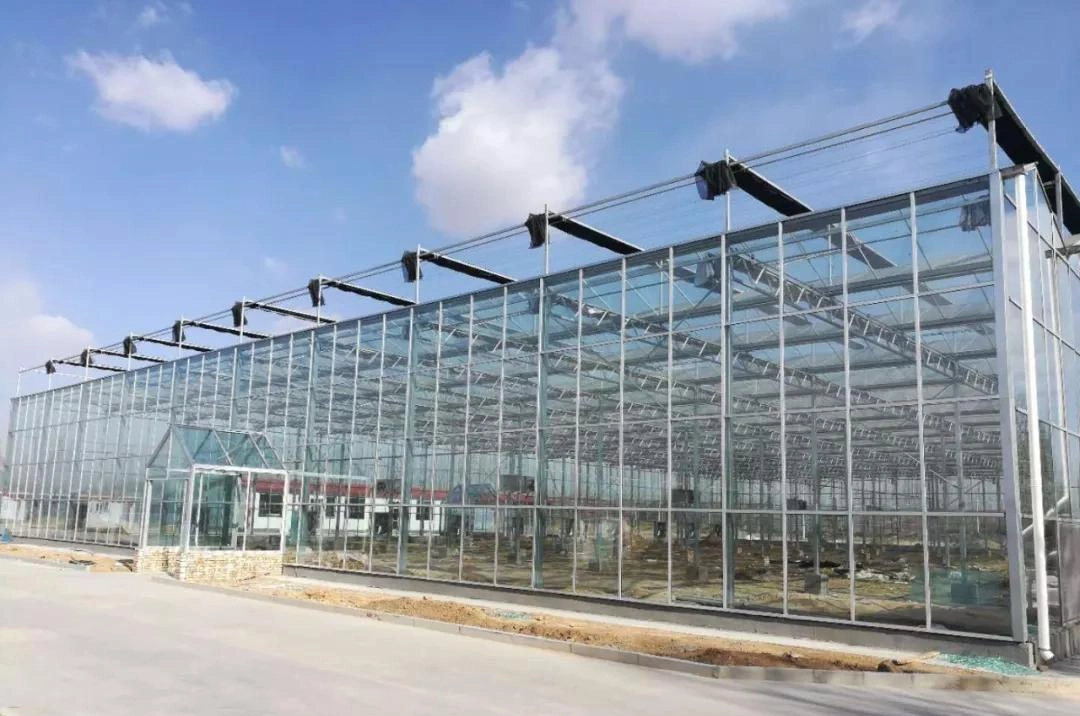 Large Automatic Intelligent Agricultural Serre Glass Green House with Soilless Culture Hydroponic Drip Irrigation System