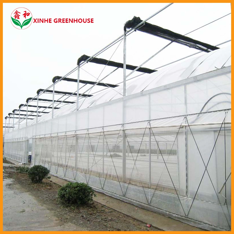 Multi-Span Film Agricultural Tunnel Greenhouse for Soil Hydroponics Growing