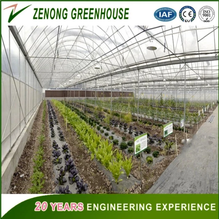 High quality/High cost performance Film Greenhouse Used for Planting Tomato/Cucumber/Pepper etc Vegetables Soilless Cultivation