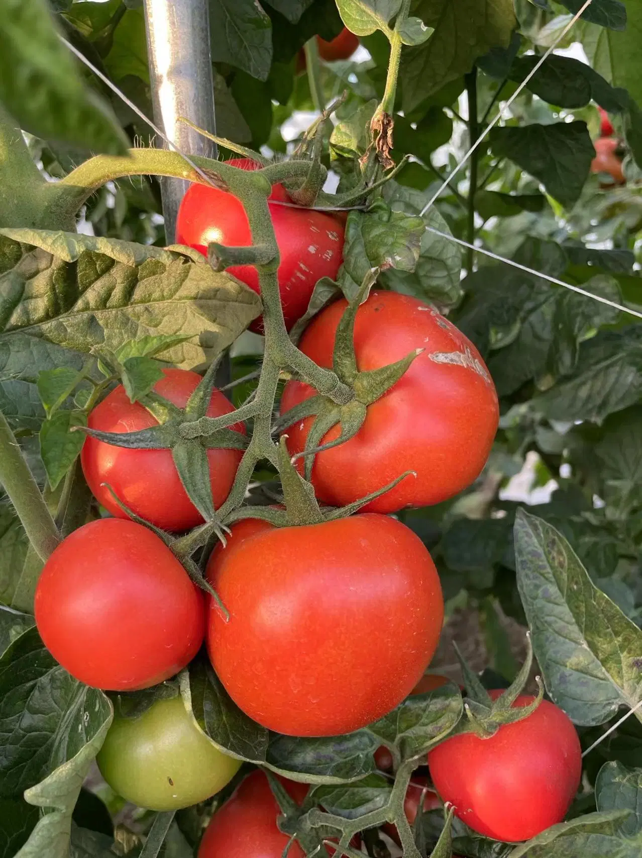 Sementes de tomate vermelho 1802, híbrido de alta produtividade F1 indeterminminar forte resistência a doenças
