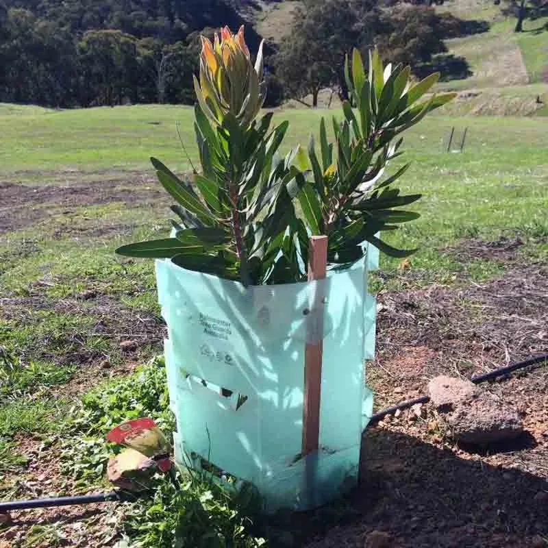 Árbol de plástico corrugado protector para Manzano y otros árboles frutales