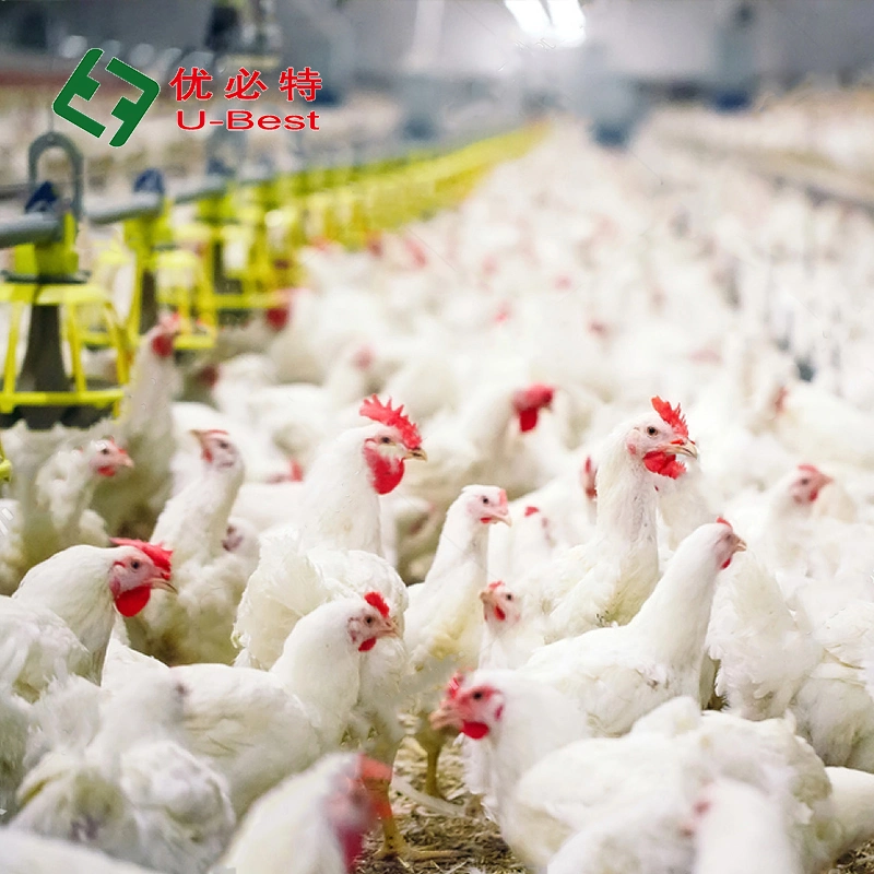 Good Price Broiler Chicken Automatic Feeding and Drinking System for Poultry Farm