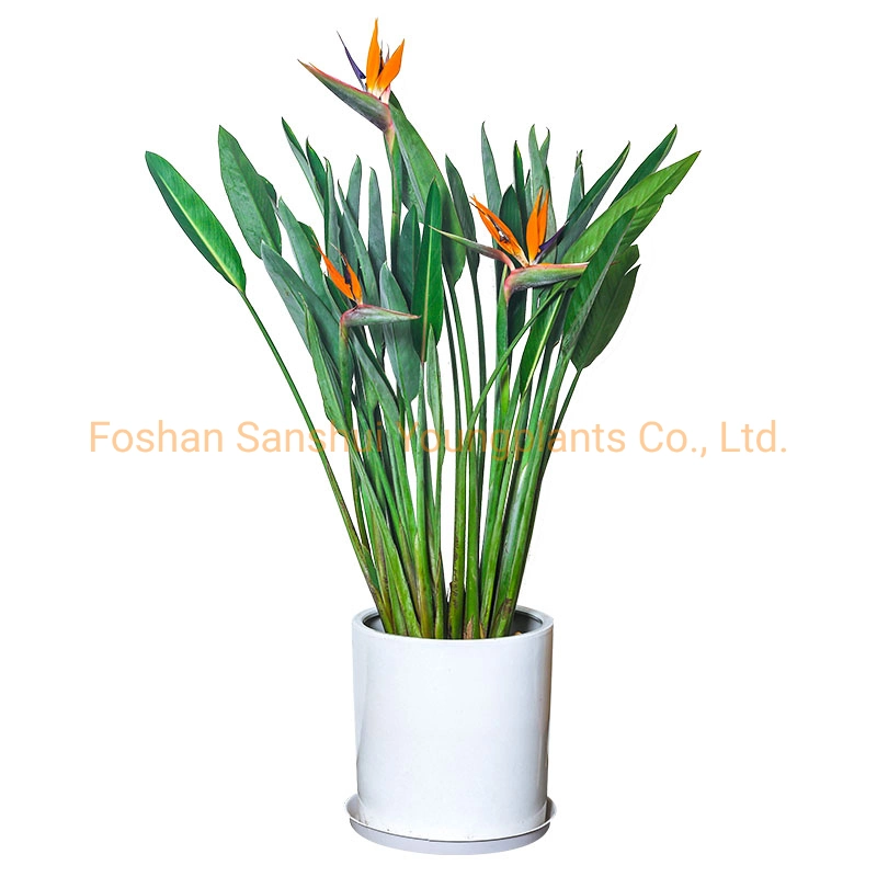 Strelitzia Reginae White Flowers Tray Plant From Seedlings