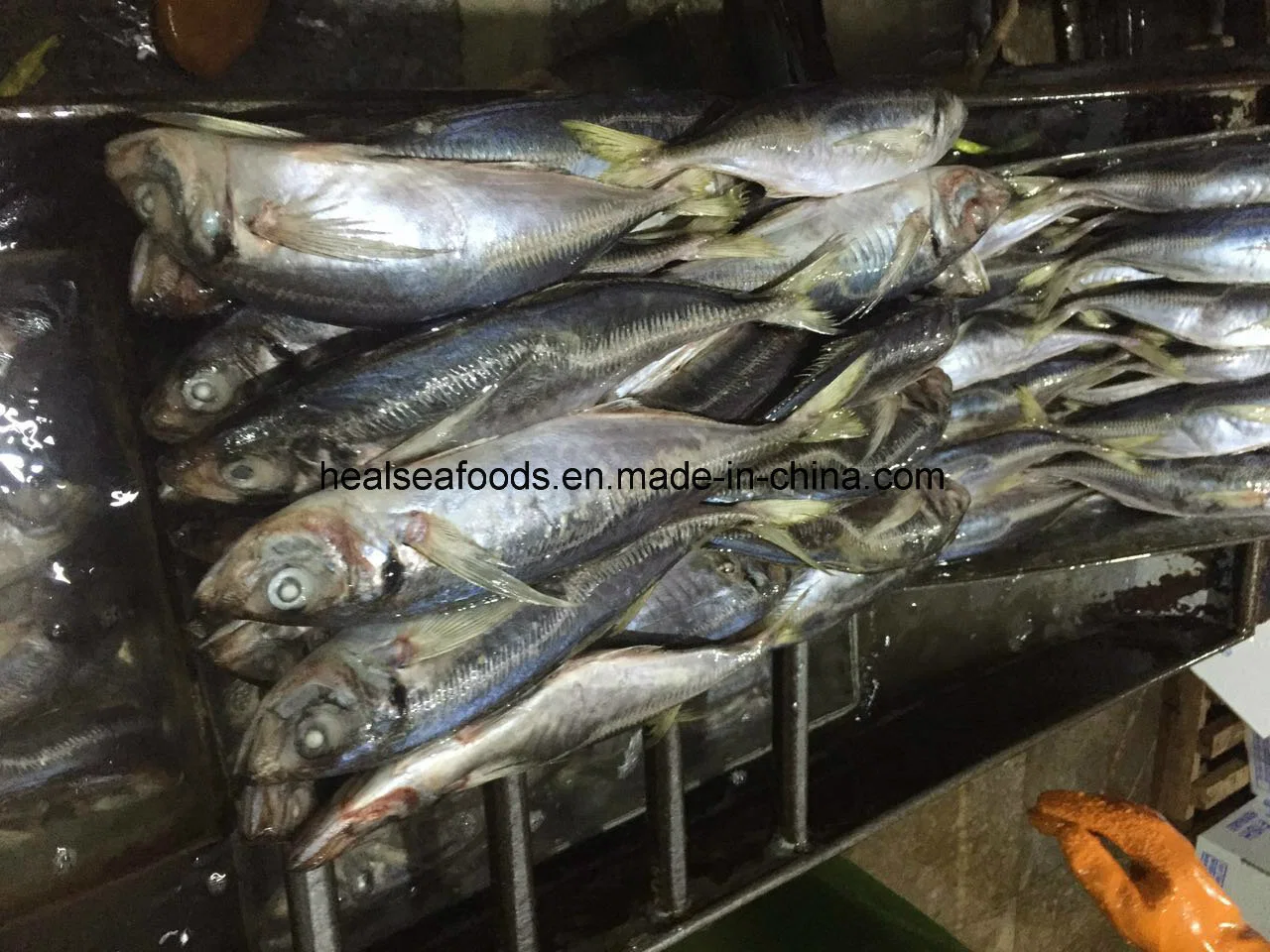 Chinese 20cm+ Frozen Horse Mackerel with Lowest Price