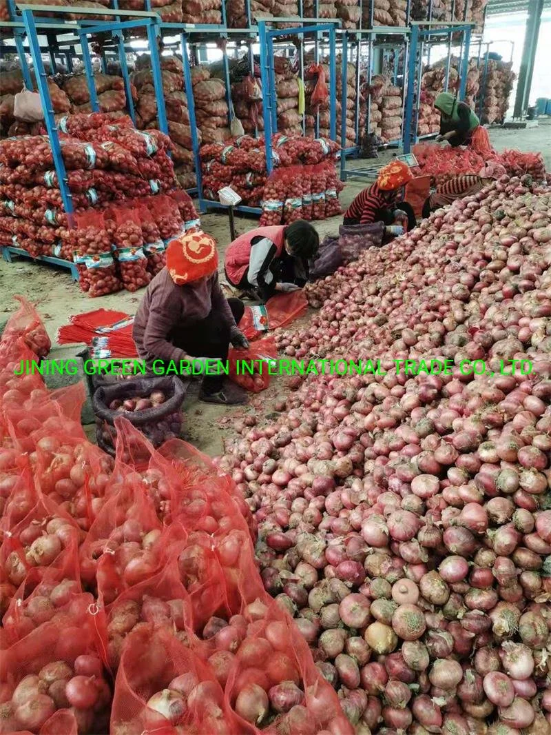 La cebolla roja,Amarillo,cebolla cebolla roja de China, China amarillo cebolla Cebolla Roja fresca, China, China, la cebolla amarilla dulce de cebolla dulce grande, con una buena cebolla fresca,2021 el nuevo cultivo,Top