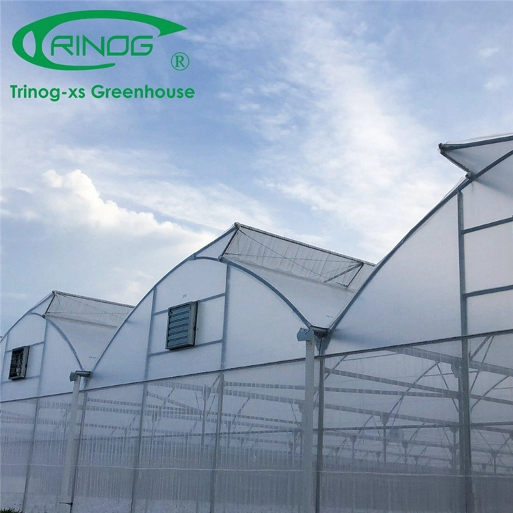 Large Space Multi-Span Film Green House for Tomato Farm