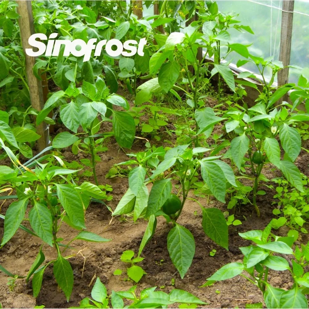 Sinofrost: Leading Supplier of IQF Whole Green Peppers - Premium Quality IQF Frozen Sweet Bell Green Peppers