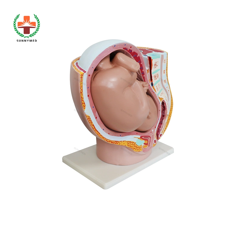 Sy-N013 hembra embarazada anatomía pélvica urinario modelo médico útero Baby