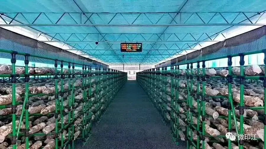 Greenhouse for Flower Shiitake Mushrooms with Full Equipment Package