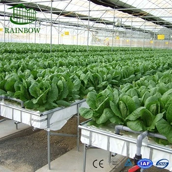 High quality/High cost performance  Economical Hydroponics System for Greenhouse