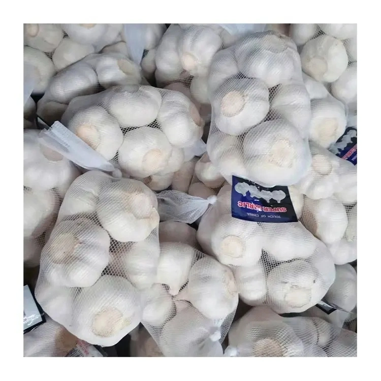 Factory Price Fresh Pure White Garlic in Mesh Bags